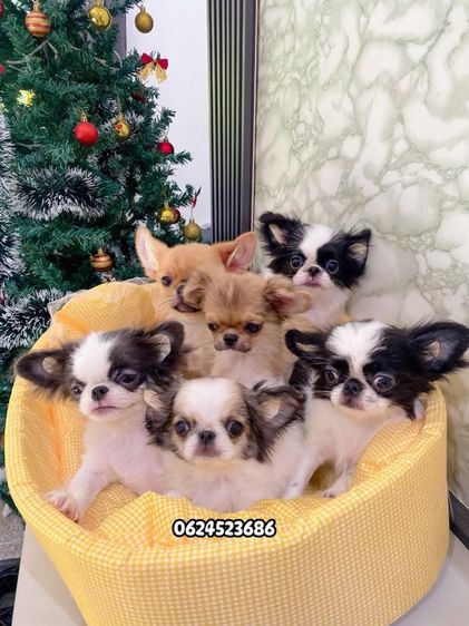 ชิวาวาเพศผู้ล้วน 