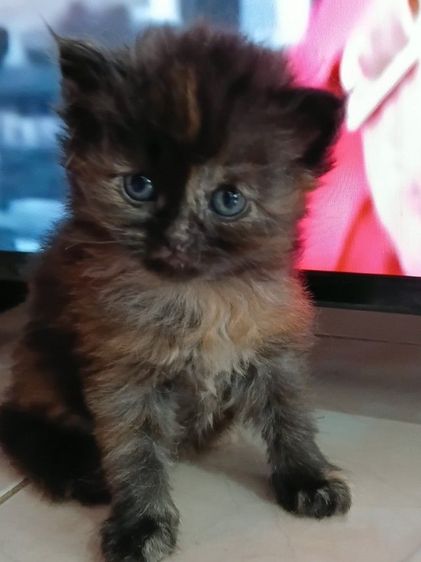 ลูกแมวเปอร์เซีย รูปที่ 2