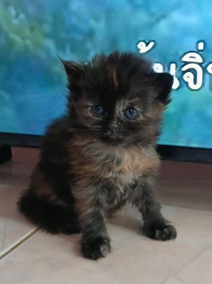 ลูกแมวเปอร์เซีย