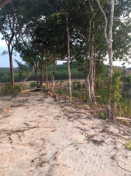 ใช่ ขาย ที่ดิน เกาะยาว จ.พังงา รูปที่ 2