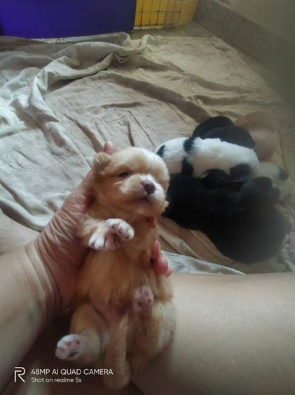 ชิสุผสมโกลเด้น รูปที่ 17