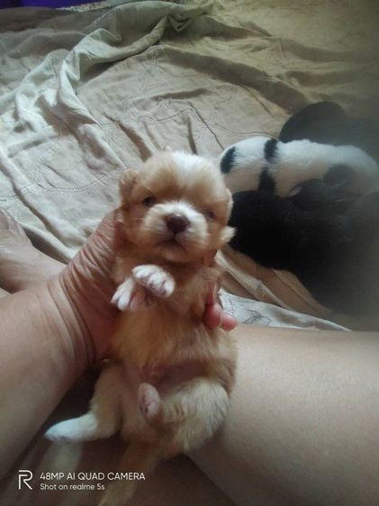 ชิสุผสมโกลเด้น รูปที่ 15