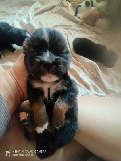 ชิสุผสมโกลเด้น รูปที่ 7