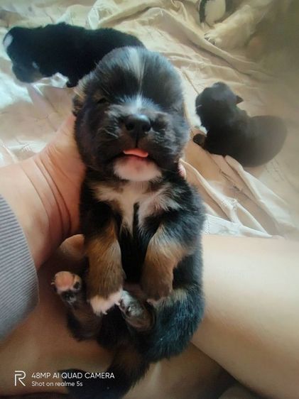 ชิสุผสมโกลเด้น รูปที่ 8