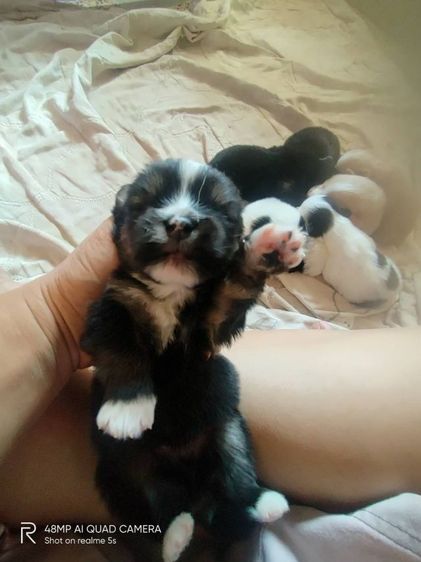 ชิสุผสมโกลเด้น รูปที่ 4