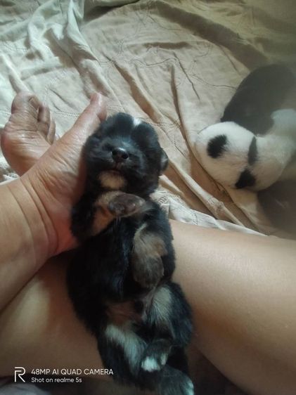 ชิสุผสมโกลเด้น