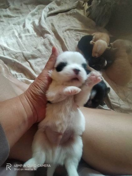 ชิสุผสมโกลเด้น รูปที่ 9