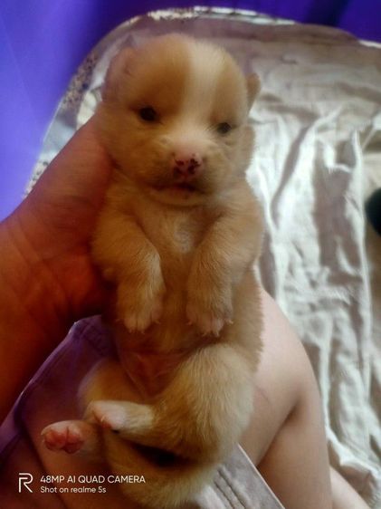 ชิสุผสมโกลเด้น รูปที่ 12