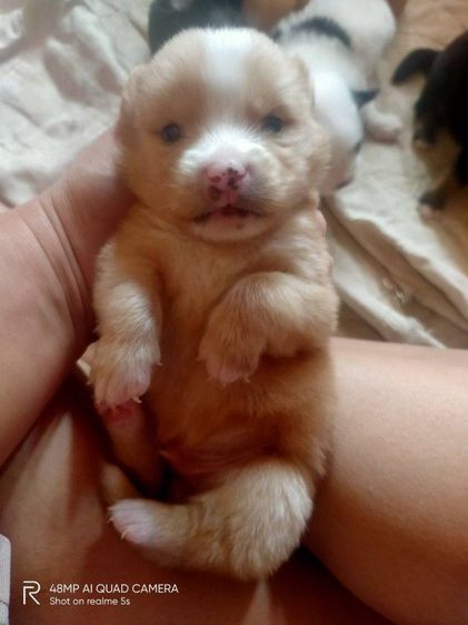 ชิสุผสมโกลเด้น รูปที่ 14