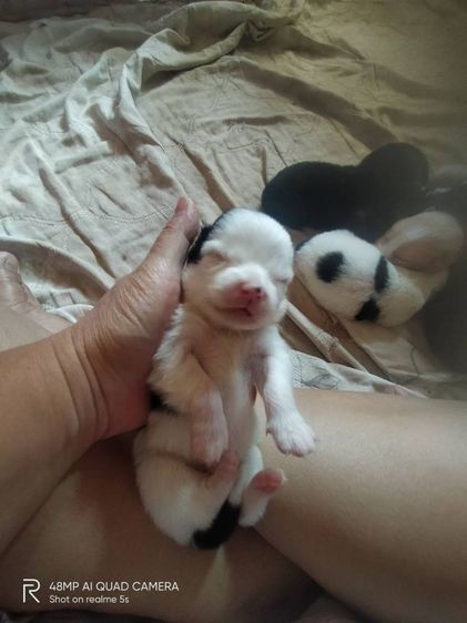 ชิสุผสมโกลเด้น รูปที่ 11