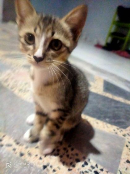 เปอร์เซียผสมสลิด รูปที่ 5