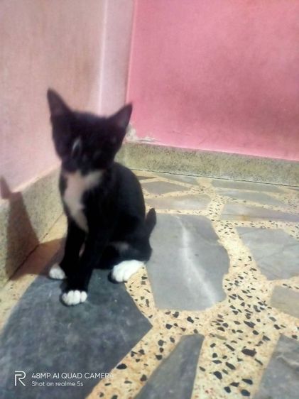 เปอร์เซียผสมสลิด