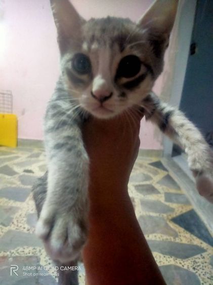 เปอร์เซียผสมสลิด รูปที่ 6