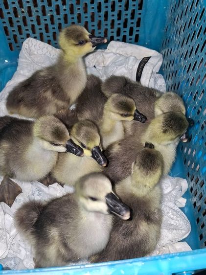 ห่านจีน รูปที่ 3