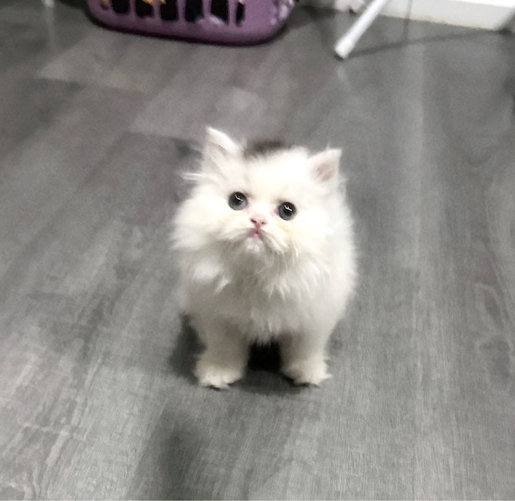 แมวเปอร์เซีย รูปที่ 10