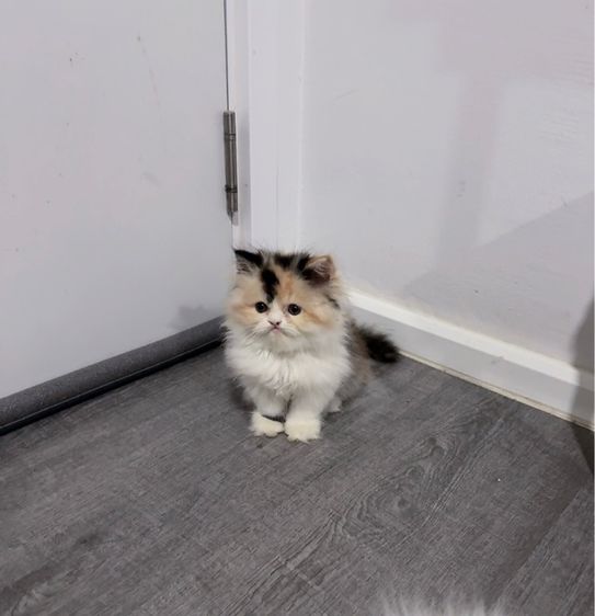 แมวเปอร์เซีย รูปที่ 6