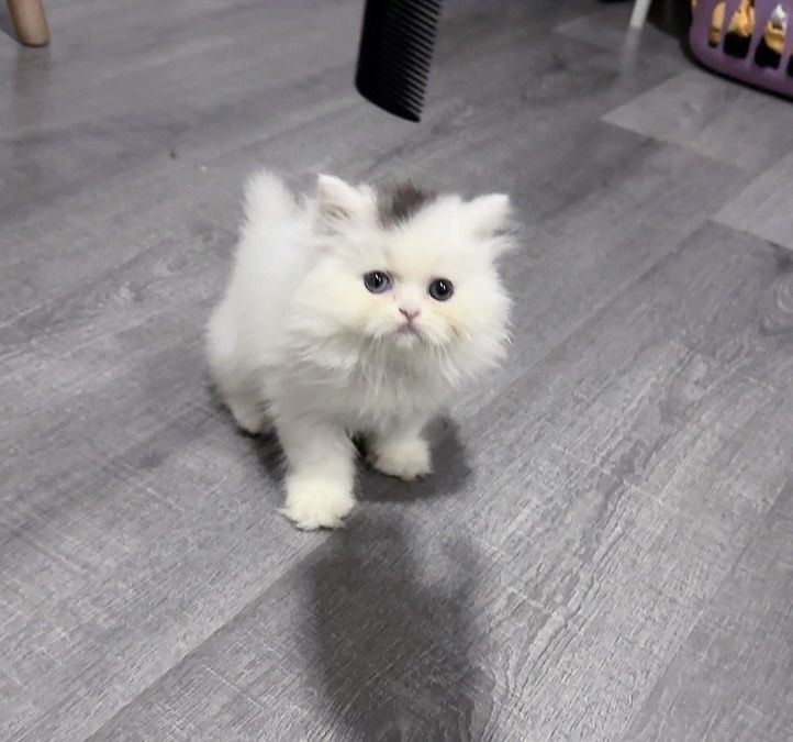 แมวเปอร์เซีย รูปที่ 8