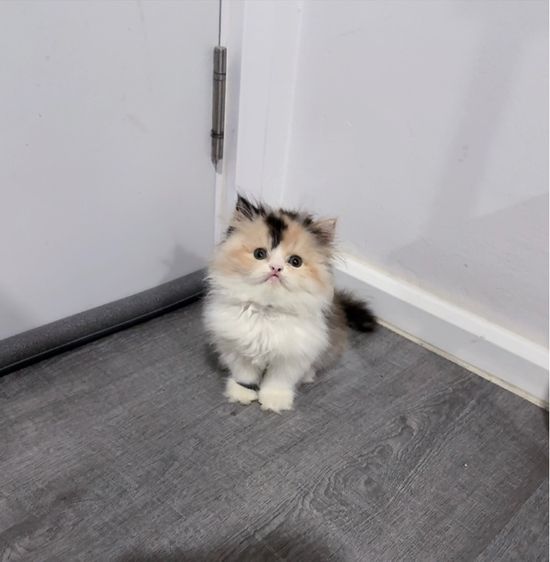 แมวเปอร์เซีย รูปที่ 2