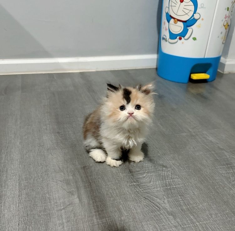 แมวเปอร์เซีย รูปที่ 13