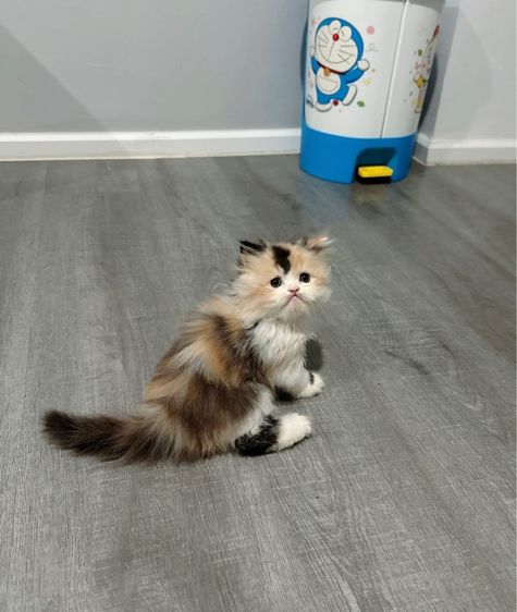 แมวเปอร์เซีย รูปที่ 17