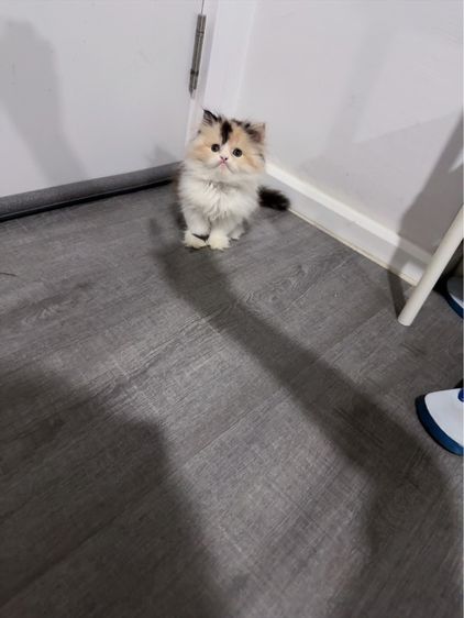 แมวเปอร์เซีย รูปที่ 7