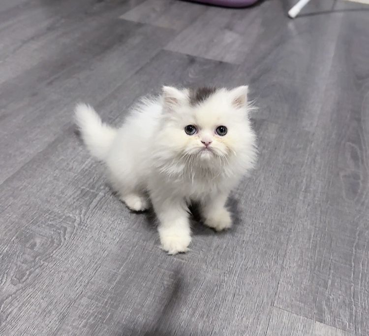 แมวเปอร์เซีย รูปที่ 9