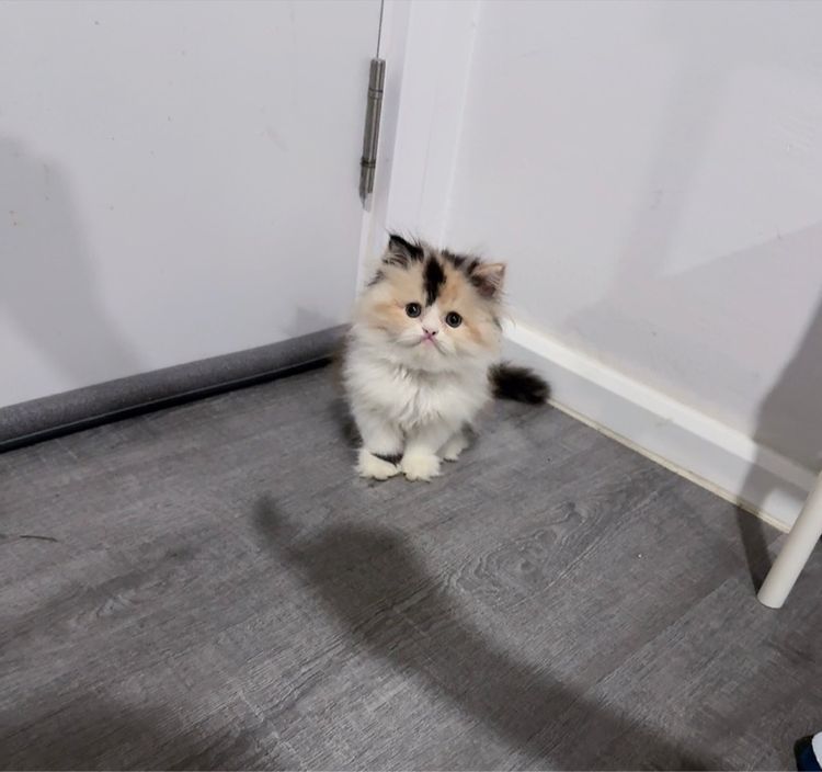 แมวเปอร์เซีย รูปที่ 3