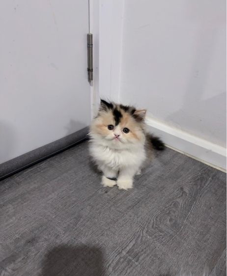 แมวเปอร์เซีย