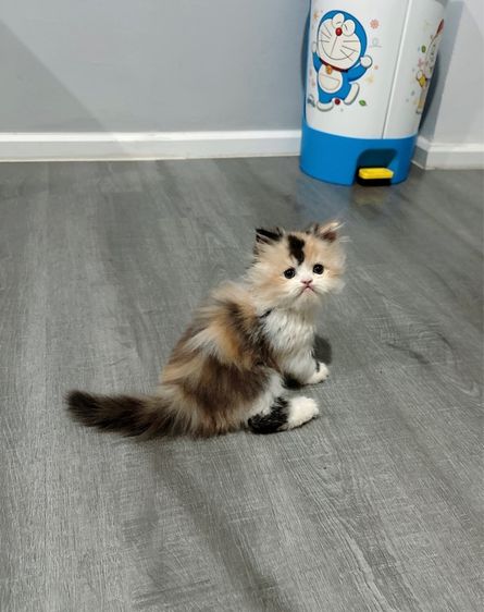 แมวเปอร์เซีย รูปที่ 18