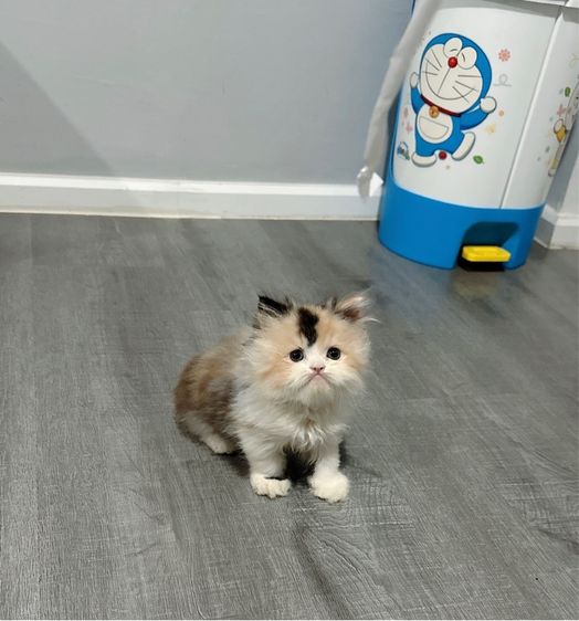 แมวเปอร์เซีย รูปที่ 14