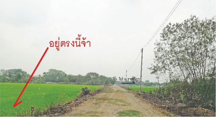 ขายใช้หนี้ ที่ดิน101ตรว. 769,000บาท พุทธมณฑล นครปฐม รูปที่ 3