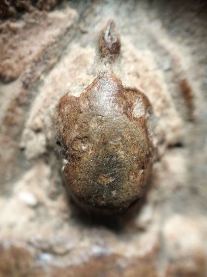 พระกำแพงซุ้มกอเนื้อดินครับ รูปที่ 7