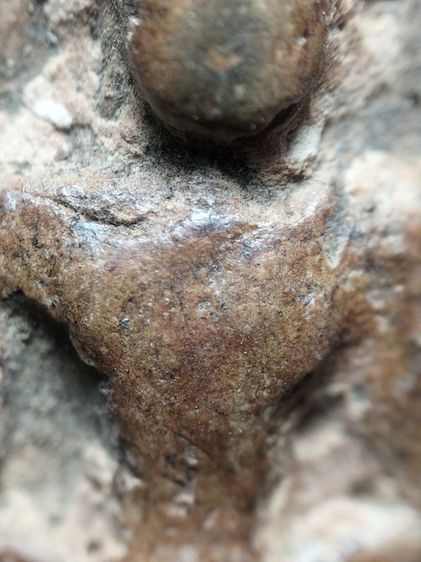 พระกำแพงซุ้มกอเนื้อดินครับ รูปที่ 6