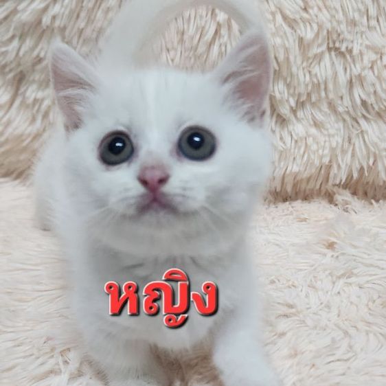 มันช์กิ้นขาสั้น รูปที่ 3