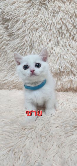 มันช์กิ้นขาสั้น รูปที่ 2