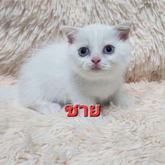มันช์กิ้น (Munchkin) มันช์กิ้นขาสั้น