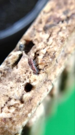 พระสมเด็จวัดระฆัง บางขุนพรหม เกศไชโย หลวงปู่ภู หลวงปู่นาค หลวบพ่อโหน่ง รูปที่ 12