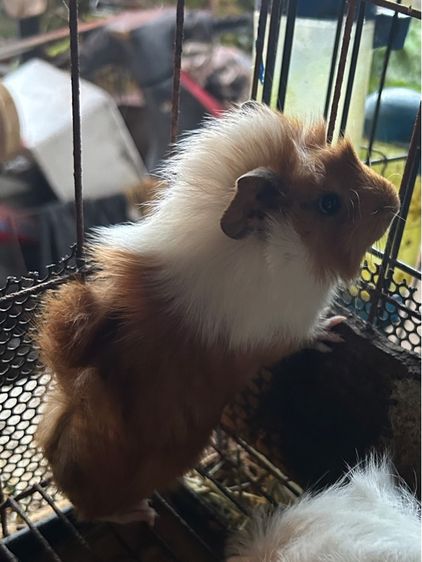 หนูแก๊สตี้