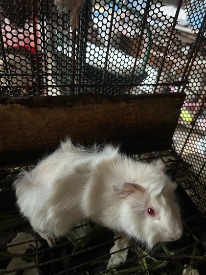 หนูแก๊สตี้ รูปที่ 2