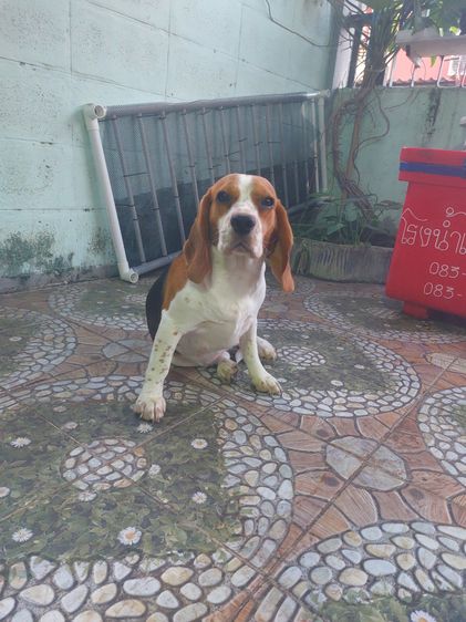 สุนัขบี รูปที่ 2