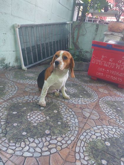 สุนัขบี