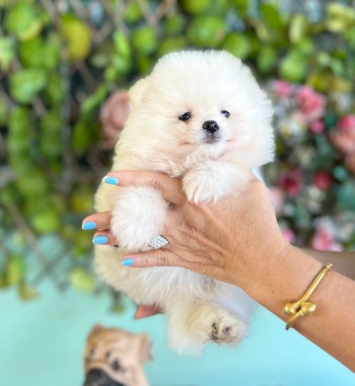 ปอมเมอเรเนียน (Pomeranian) ใหญ่ ขายลูกสุนัข