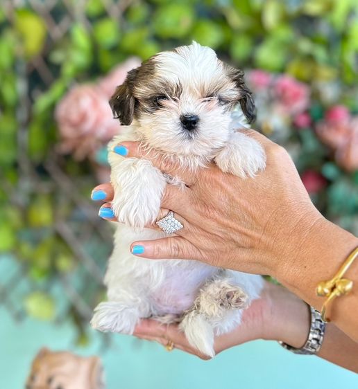 ขายลูกสุนัข รูปที่ 5