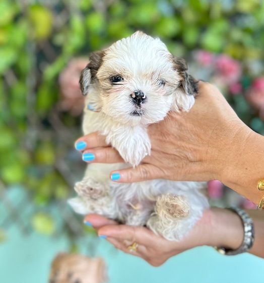 ขายลูกสุนัข