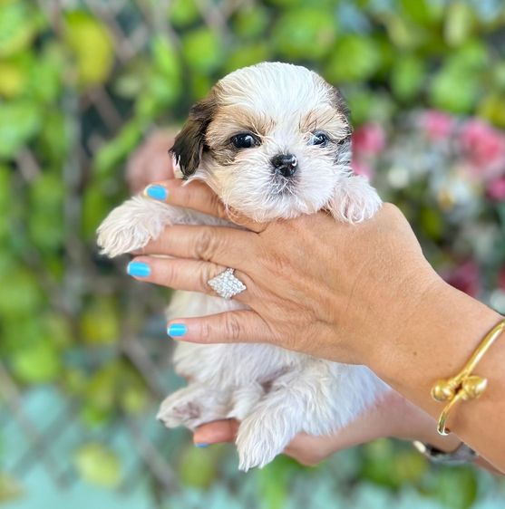 ขายลูกสุนัข รูปที่ 4