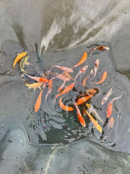 ลูกปลาคราฟสำหรับสายขุน ขนาด 2นิ้ว รูปที่ 2