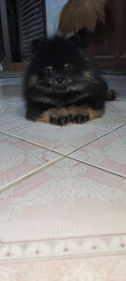 ปอมแบคแทนเพศเมียแท้พร้อมย้ายครับ รูปที่ 2