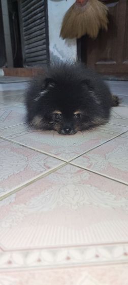 ปอมแบคแทนเพศเมียแท้พร้อมย้ายครับ รูปที่ 5