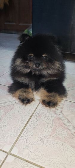 ปอมแบคแทนเพศเมียแท้พร้อมย้ายครับ รูปที่ 6