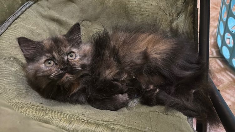เปอร์เซีย (Persian) ลูกแมวเปอร์เซียแท้